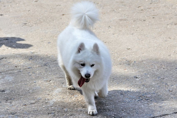每天都被狗叫吵醒,经常半夜被邻居家的狗叫吵醒