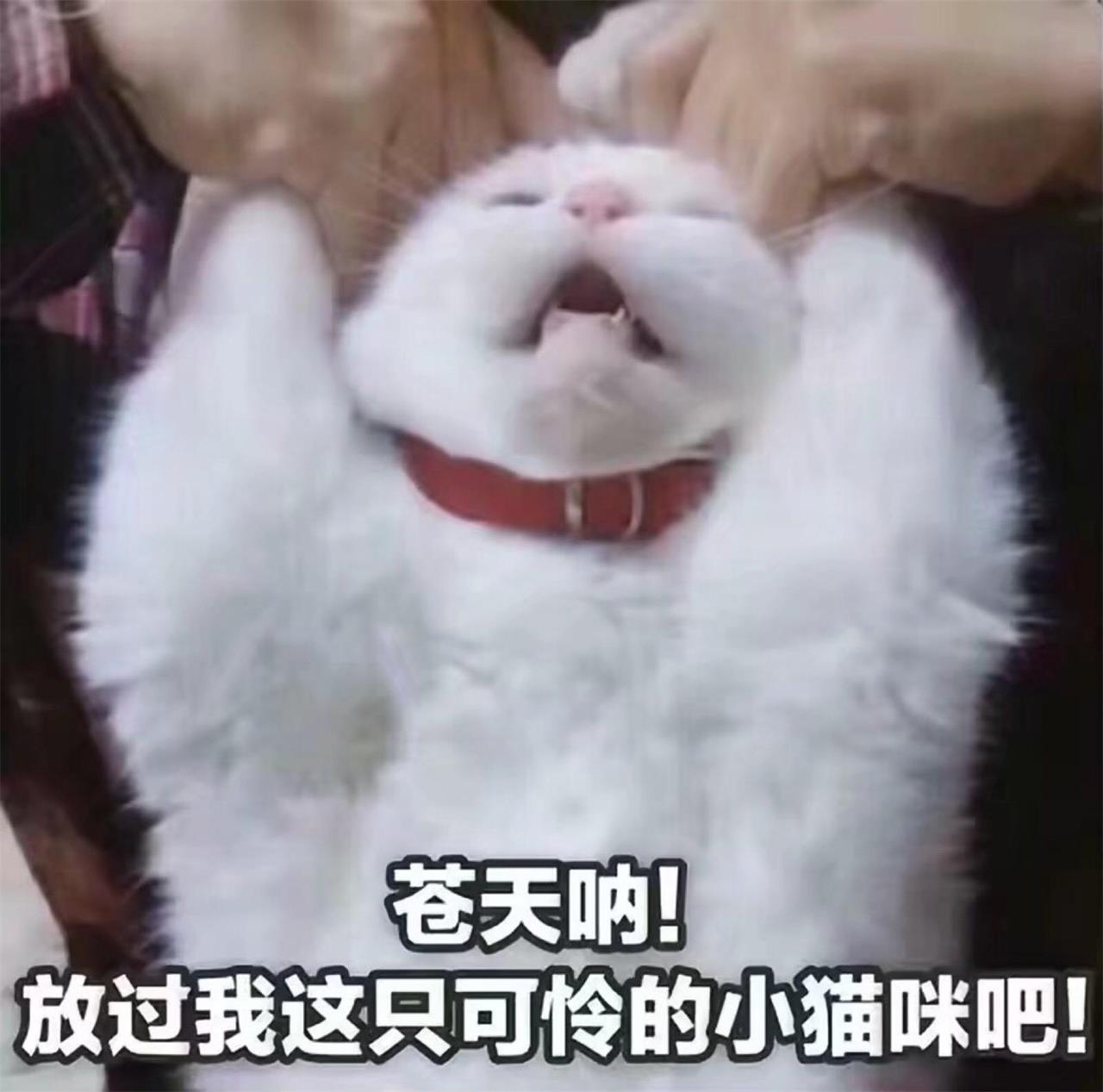 给猫咪割双眼皮全过程,给猫咪割双眼皮好吗