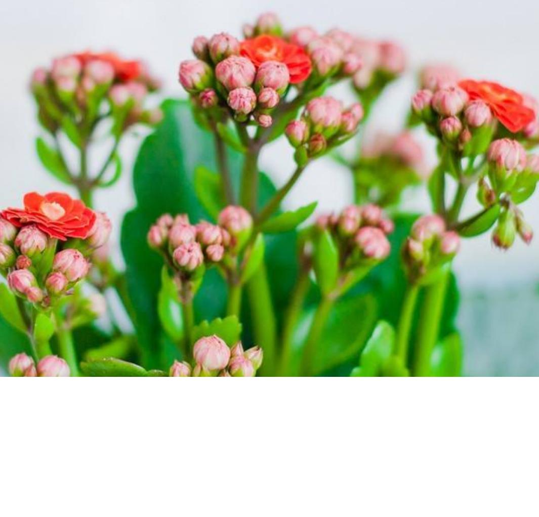 长寿花花苞枯萎了怎么救活,长寿花花枝发软是什么原因