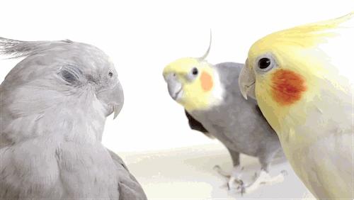 只要19.9元！3000+昆虫萌宠来袭！首届昆虫萌宠主题沉浸展空降武汉