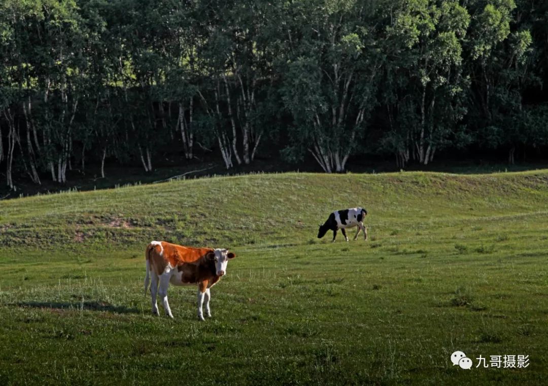 大美坝上草原全景,大美坝上风光系列之一