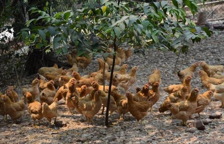 养鸡葡萄糖,养鸡喂什么长得快又防病