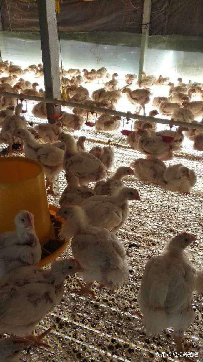 养殖秘诀：最全鸡群感冒防治妙招