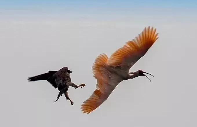 空中十大猛禽排行榜,世界前十猛禽排名图表