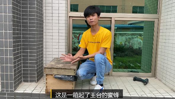 正常蜂群起王台的方法,蜂群老蜂多怎么办
