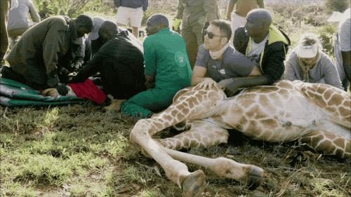 长颈鹿数量稀少吗,白色长颈鹿是怎么走向灭绝的