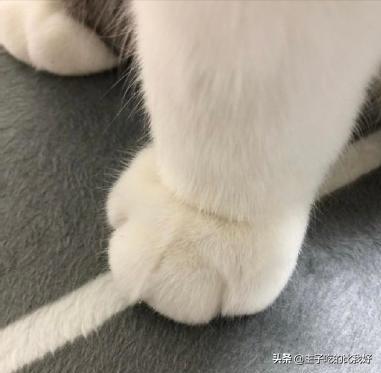 一只健康的猫咪,一只健康的猫和折耳猫