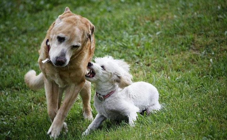 狗被其他狗咬了立马打狂犬有用吗,狗咬了怎么办如何治疗