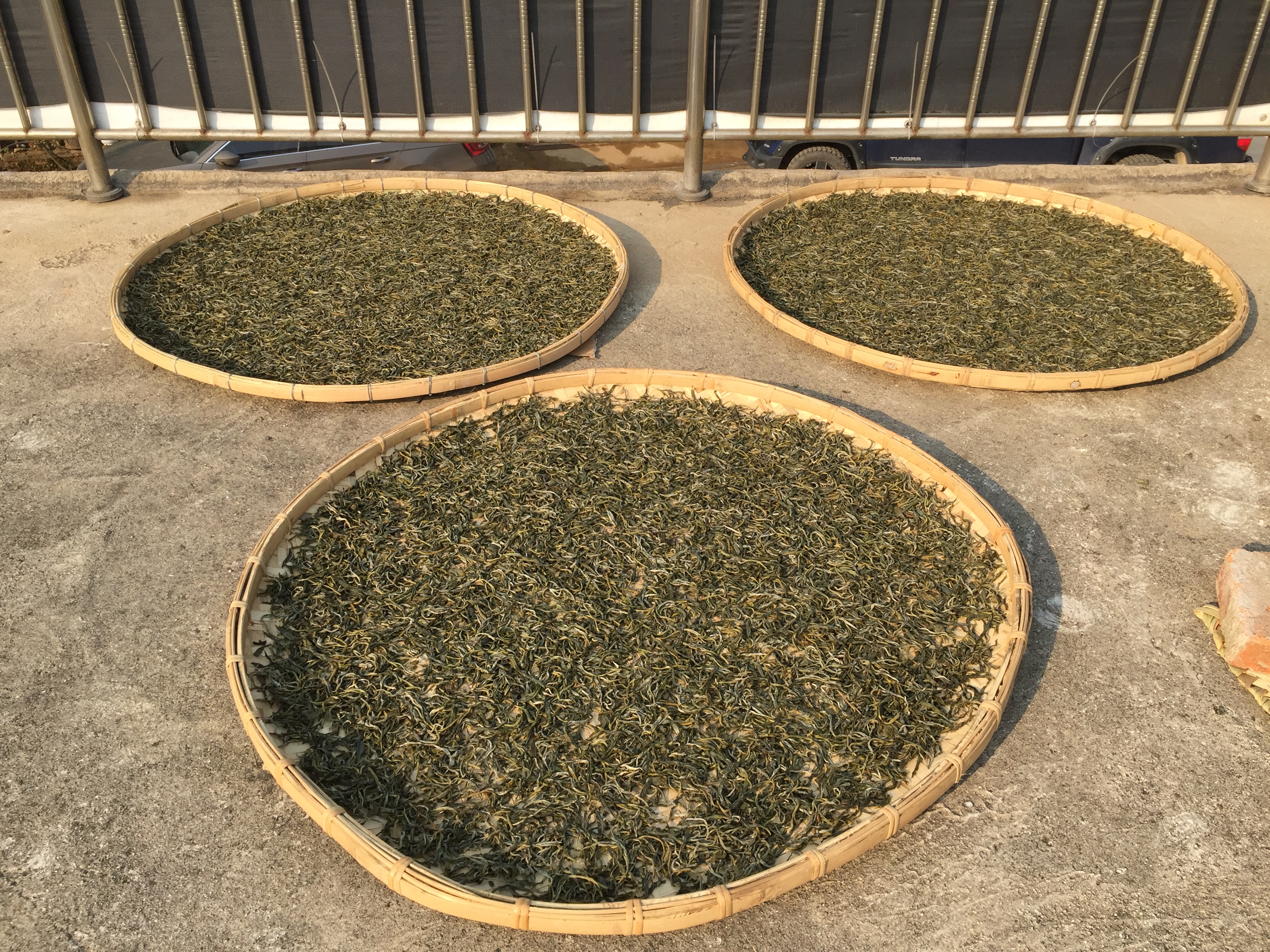 老班章和冰岛传奇,冰岛与老班章哪个更有名气
