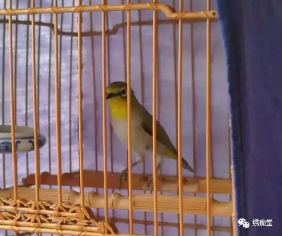 桃花季早鸟,桃花绣眼鸟多久开叫