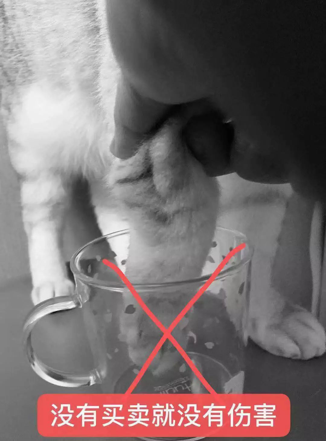 猫爪杯紫色,猫爪杯用的什么粉