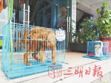 三明猫咪寄养,三明狗狗寄养服务