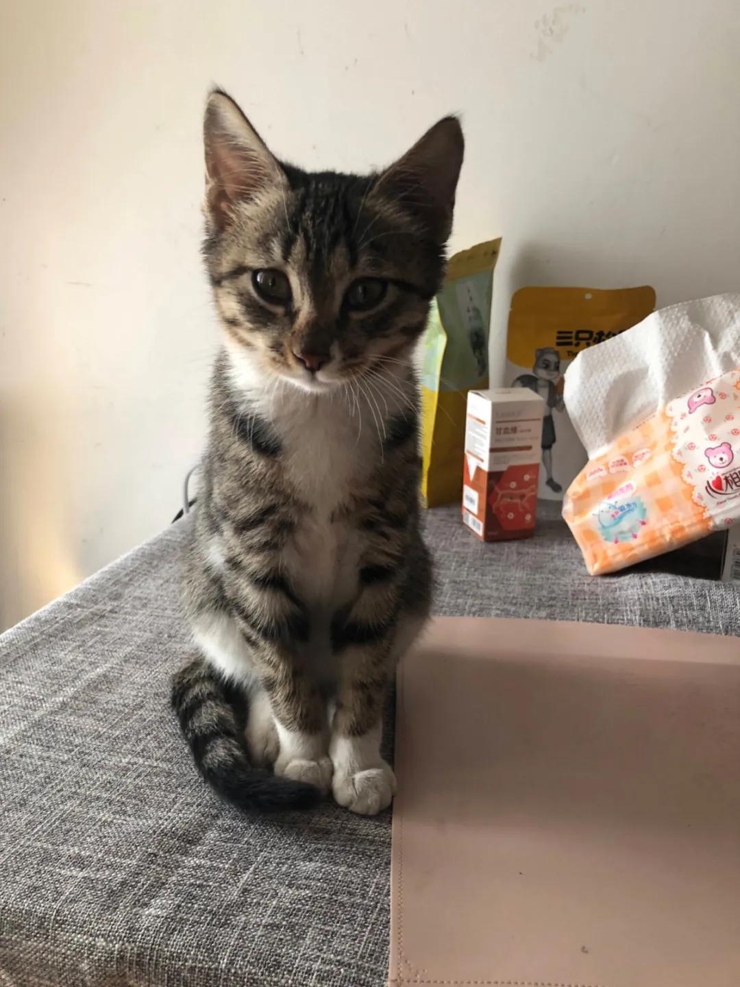 10年前捡回的猫变成的人,8年前从垃圾堆里捡的猫