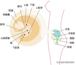 怀孕第六周，为第一次产检做准备，见红也不要担心