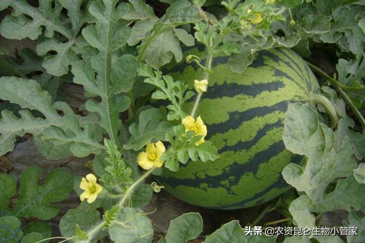 西瓜烂根属于什么病,西瓜烂根了怎么处理