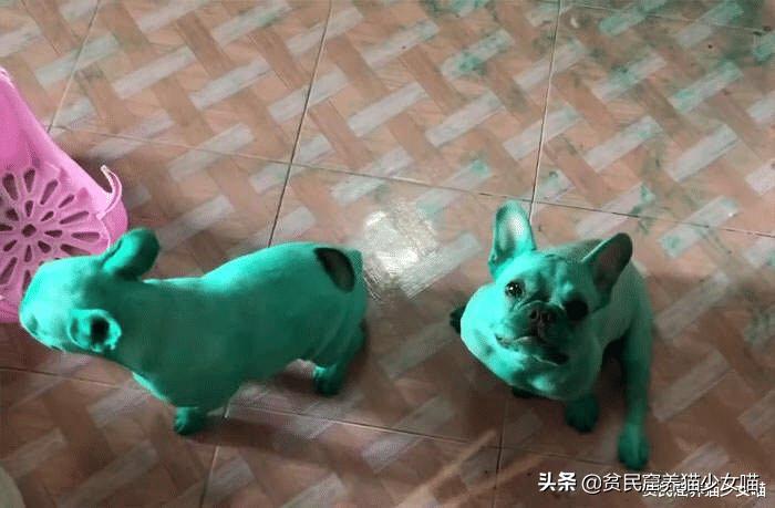 哎呀妈呀，法斗绿了，绿得好均匀，这就是宠物界的绿巨人？