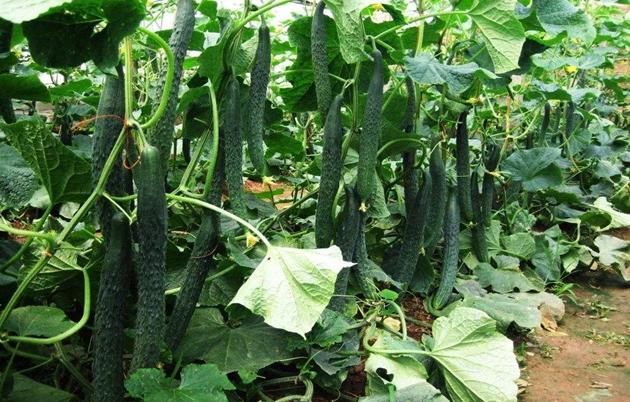 黄瓜长得很高不开花了怎么办呢,黄瓜怎么才能长得又好又快