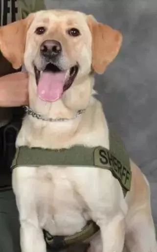 缉毒犬闻多了毒品会上瘾吗,闻毒品气味算吸毒吗