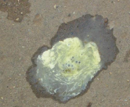 肉鸡拉稀特效药,肉鸡拉稀