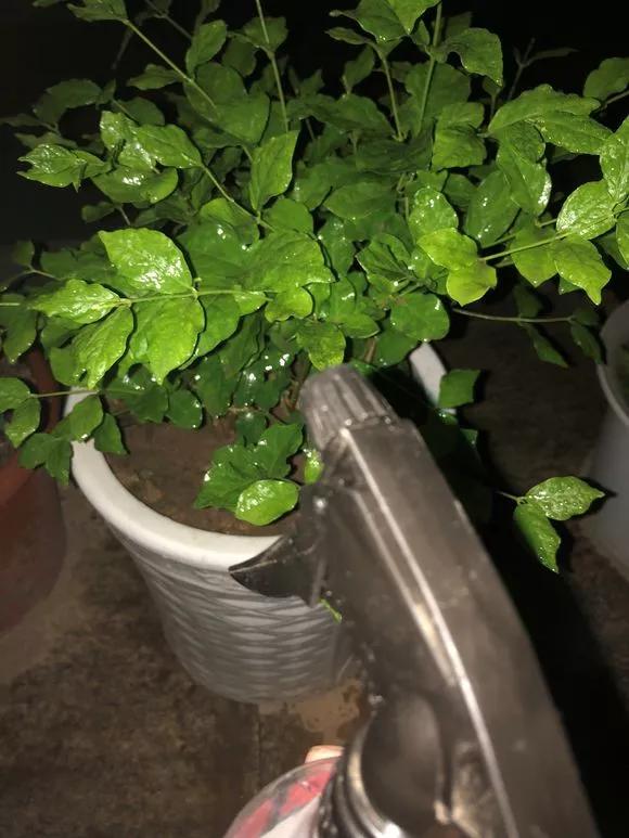花儿生蜜虫怎么办,花儿生了腻虫怎么办