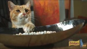 猫圈一定是魔咒吗,猫圈玄学黑猫