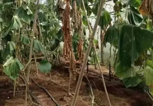 线虫对哪些作物有影响,作物线虫危害