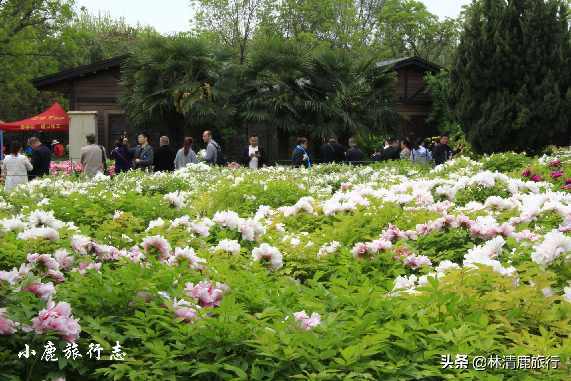 菏泽牡丹甲天下下一句,都说洛阳牡丹甲天下