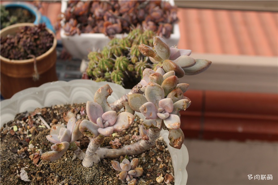 多肉青苔铺面,多肉各种铺面