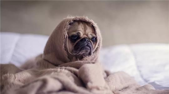 狗狗经常干呕呕吐怎么回事,狗狗一直呕吐食物残渣