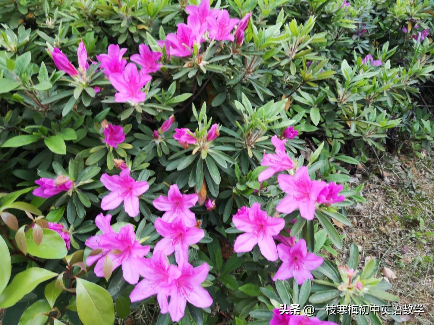 初中英语必须掌握的196个基本单词,初中英语基础单词100个图片