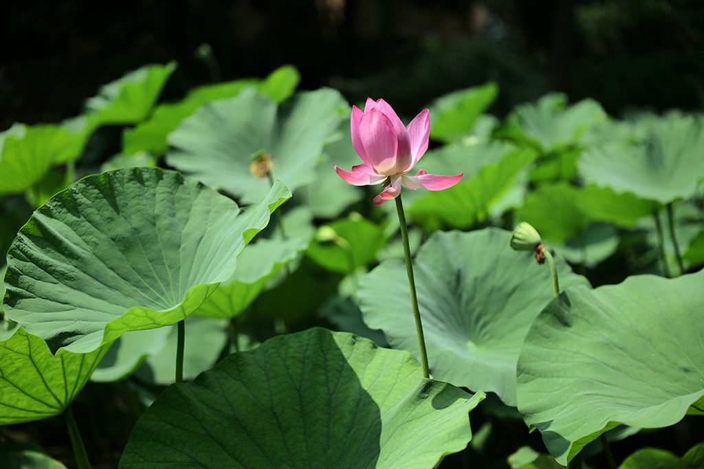 松下lumixspro50mmf1.4,松下lumixs24-105mmf4macro镜头