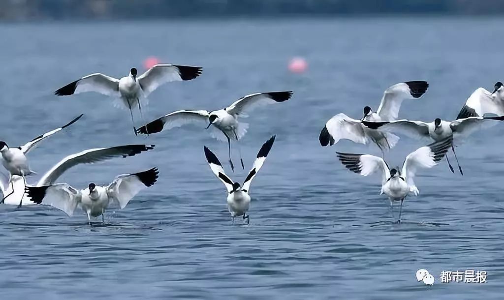 云龙湖候鸟,候鸟南迁与云龙湖美丽邂逅
