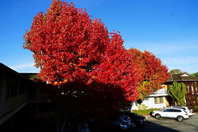 美国德州西部自由行,美国西海岸可以自由航行么