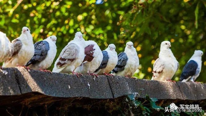 鸽子体外寄生虫怎么治疗,鸽子体内有寄生虫用什么药