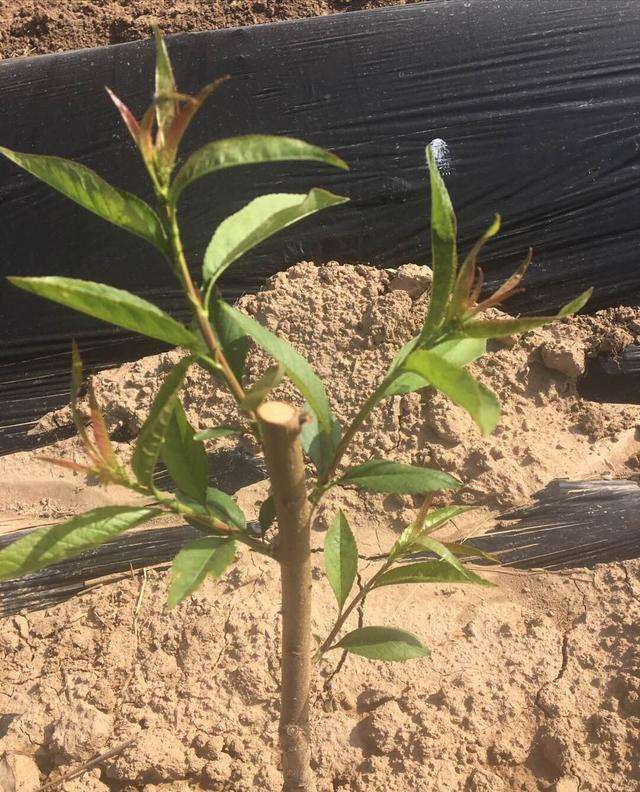 果树出现弱芽或隐芽如何补救,果树出冬芽怎么处理