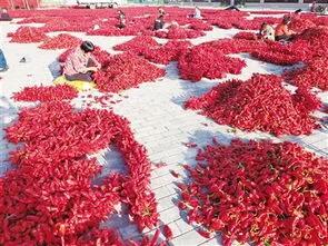 秦椒和托县辣椒,内蒙古的托县辣椒