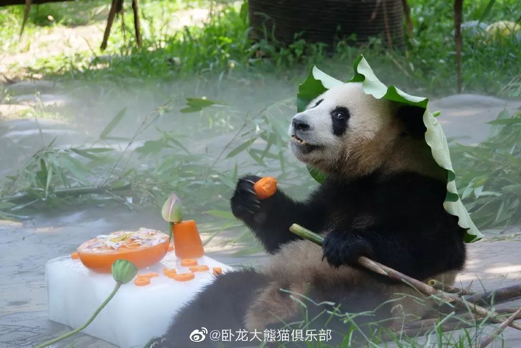为什么全世界都喜欢大熊猫,世界各地的人们都爱好大熊猫英语
