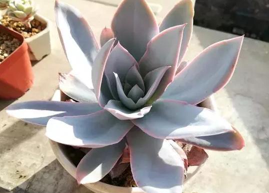 广寒宫和晚霞多肉有什么区别,多肉广寒宫开花的样子