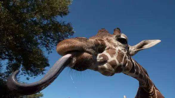 动物舌头的“功能”针对动物来说舌头而是一件“厉害的*器武**”