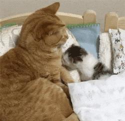 胆小的小奶猫是什么样的,胆小的小奶猫