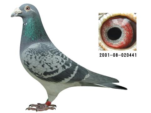 鸽子太凶了怎么训练,那些不知不觉就会深陷的养鸽误区