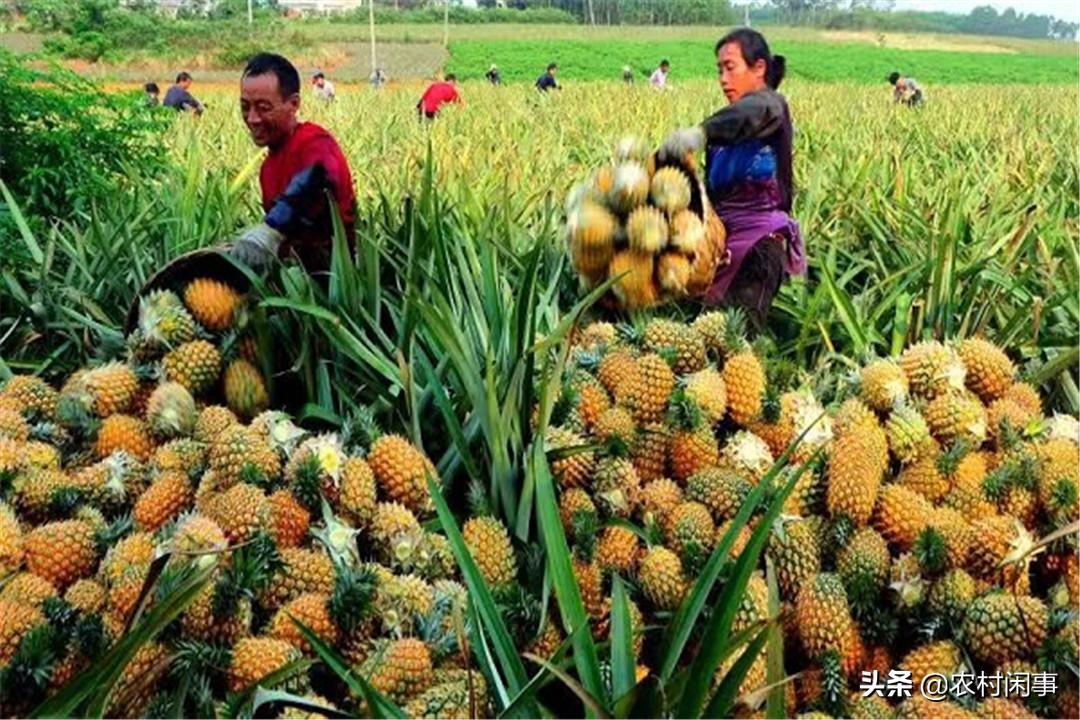 菠萝种植技术出售,凤梨菠萝的种植和管理