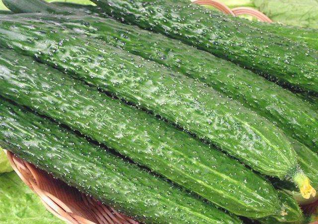 黄瓜秧不拔节是什么原因,黄瓜秧栽不活怎么回事