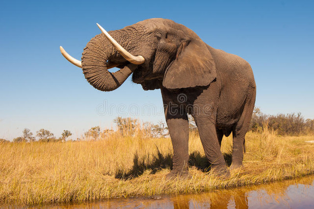 大象长高,大象怎么长高的