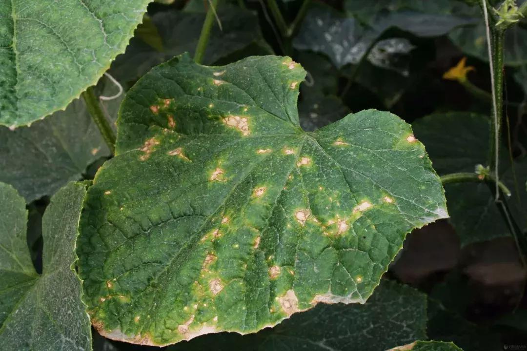 学会这一招，靶斑病不用愁，黄瓜“小黄点”轻松就搞定