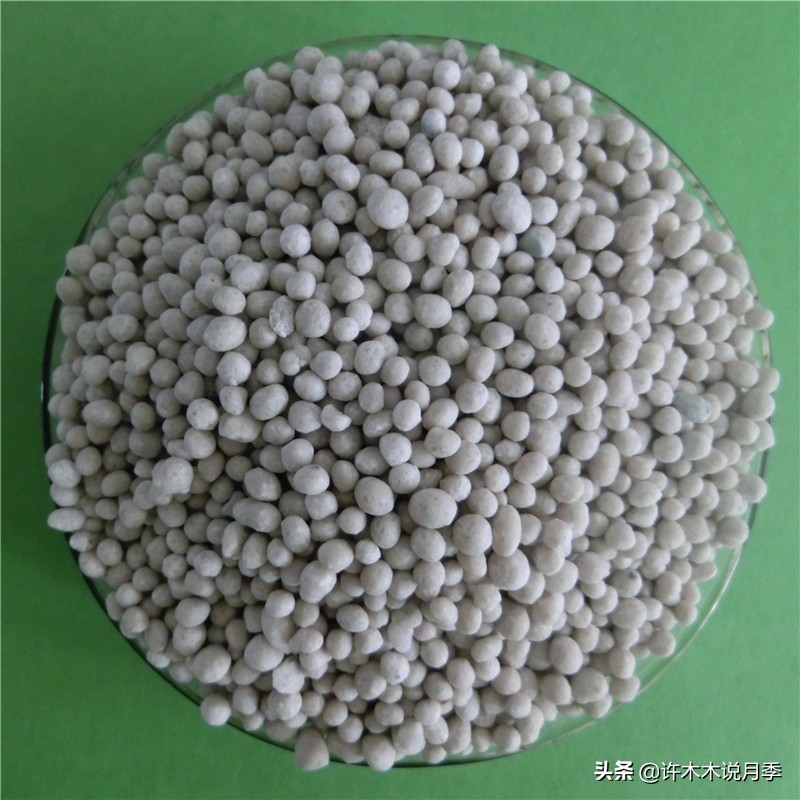 月季修剪后黑杆怎么处理,月季黑杆最好的治疗方法