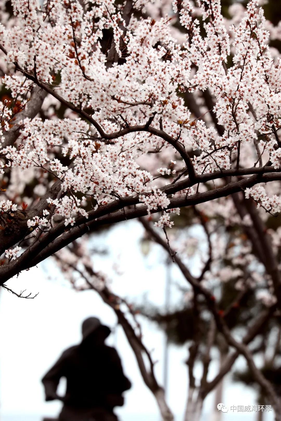 走进春天的环翠公园,环翠风景