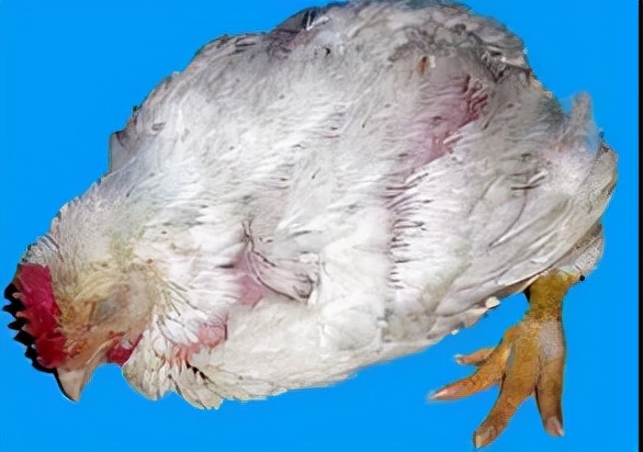 鸡腹水防治方案方法分享