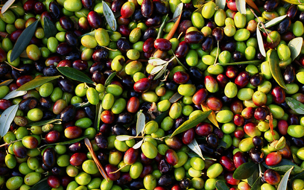 橄榄油能护肤美白吗,橄榄油的美容护肤方法