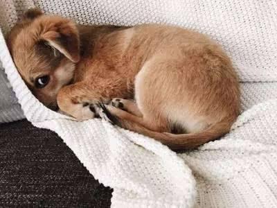 狗狗老是哼哼唧唧的是怎么回事,狗狗老是哼哼唧唧是什么原因